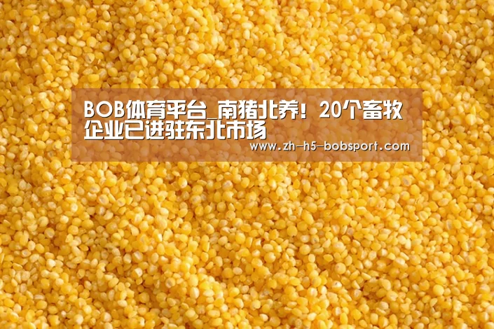 BOB体育平台_南猪北养！20个畜牧企业已进驻东北市场
