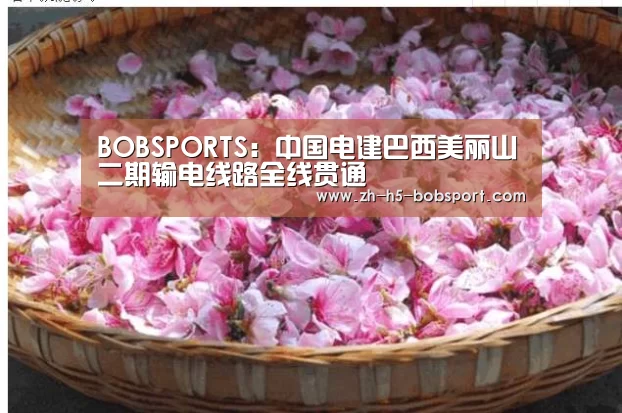 BOB体育平台