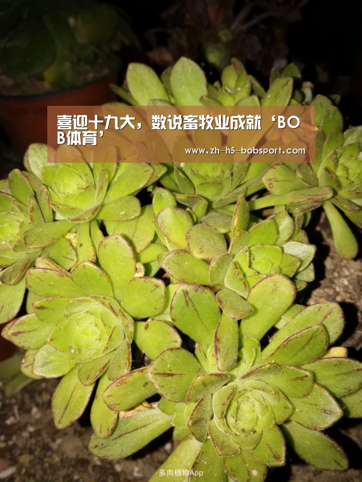 BOB体育
