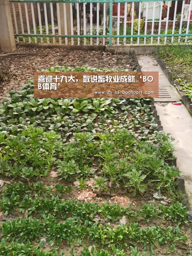 BOB体育